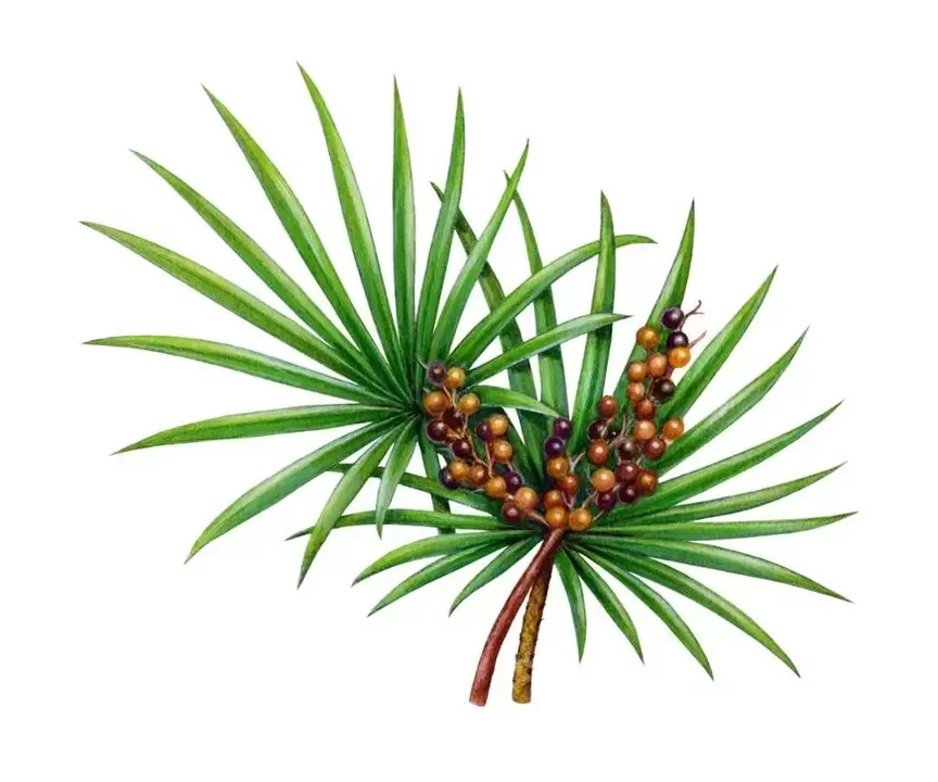 saw palmetto v spreji Trichomist Forte